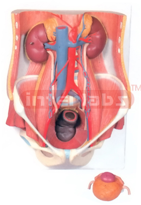 HUMAN URINARY SYSTEM - MALE